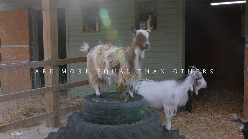 South Farm Animals - Goats, Donkeys, Pigs, Chickens, Ducks