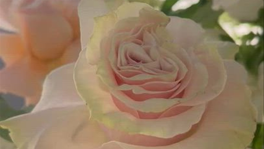Event & Floral Design By Dora Kovacs 