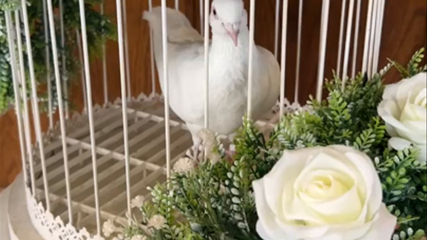 Dove
