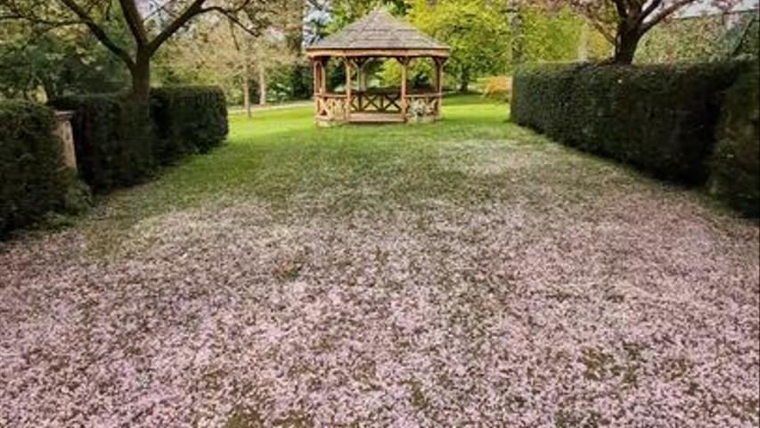 Blossom walk 