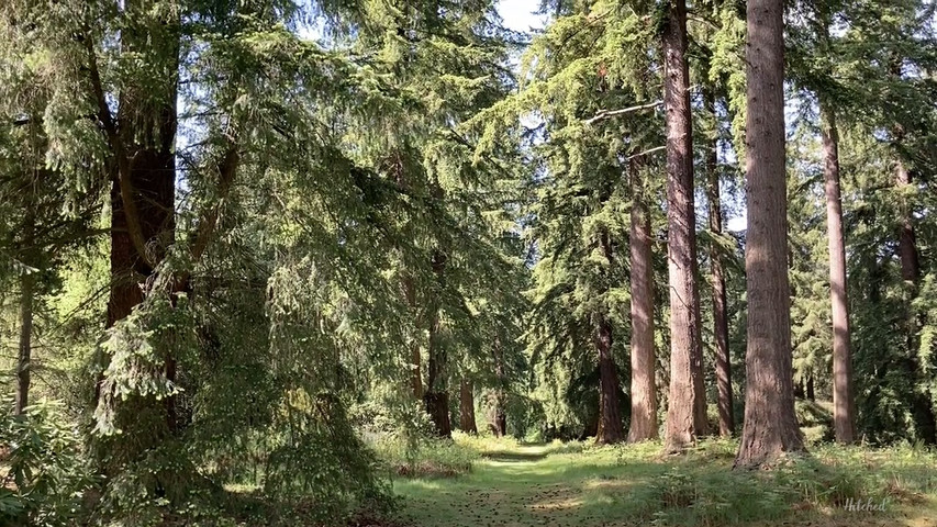 The Douglas fir wood (walk-around video)