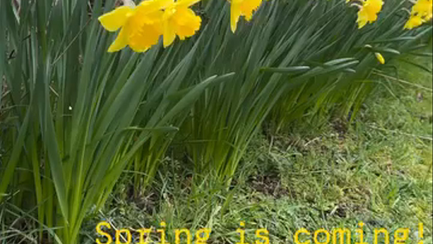 Daffodils