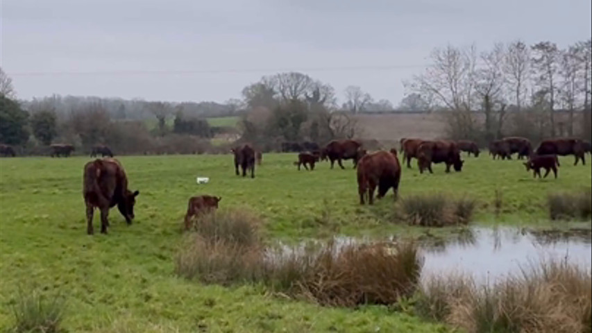 The cows at Hunters Hall