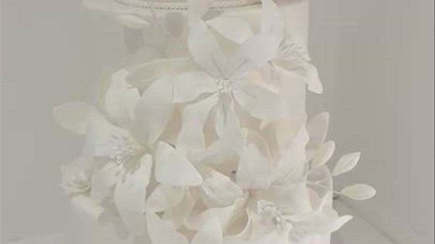Lily 
