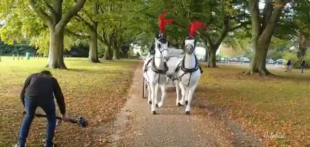 Our Horse And Carriage Has A Separate Entrance 