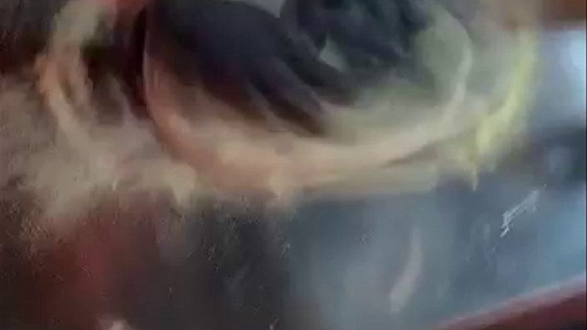 Freshly Made Stone Baked Pizza