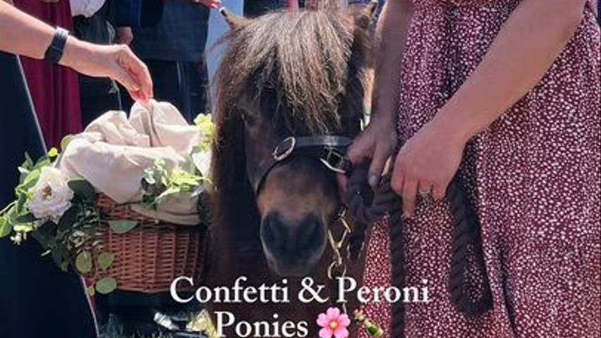 Confetti Shetties & Peroni Ponies