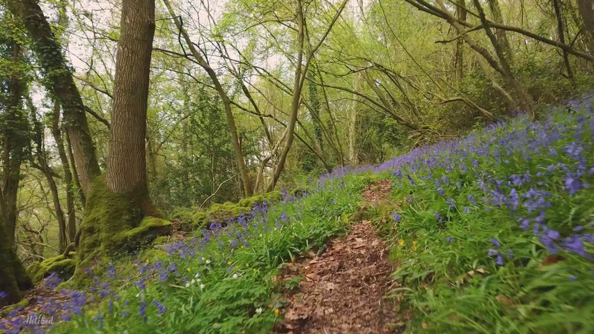 Bluebell wood at Caer Llan