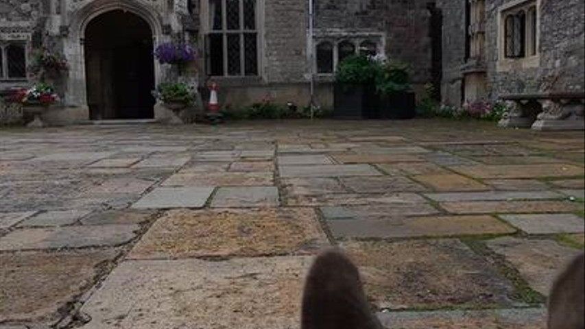 The eventful pup dog pov footage