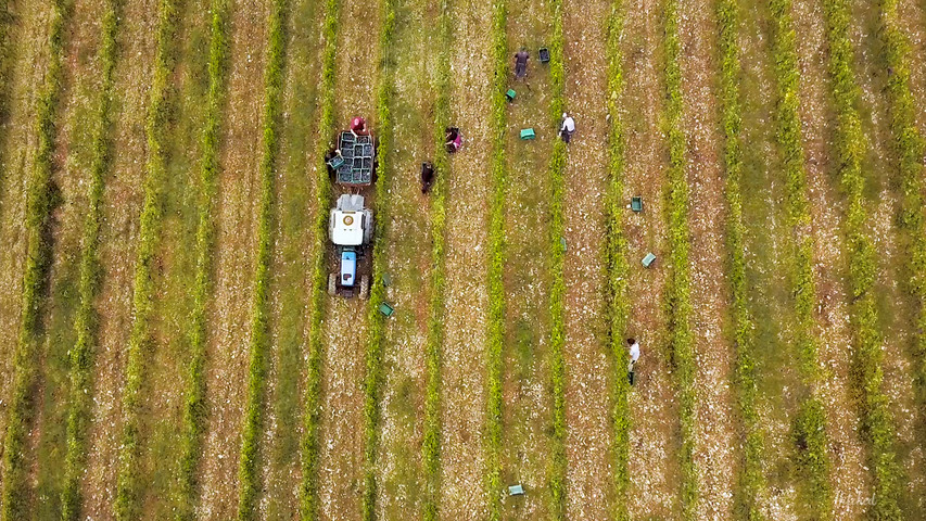 Wedding in a vineyard 