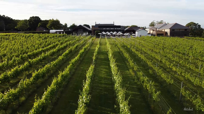 Llanerch summer over vines