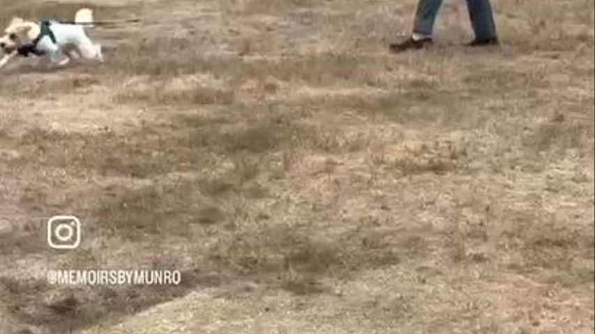 Married in  the Redwoods 