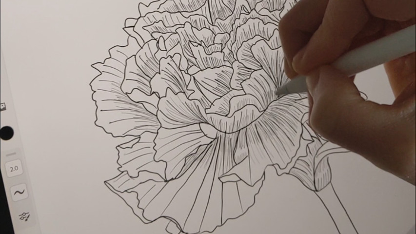 Drawing a carnation flower