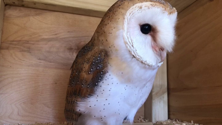 Billie, our Barn Owl, having a natter