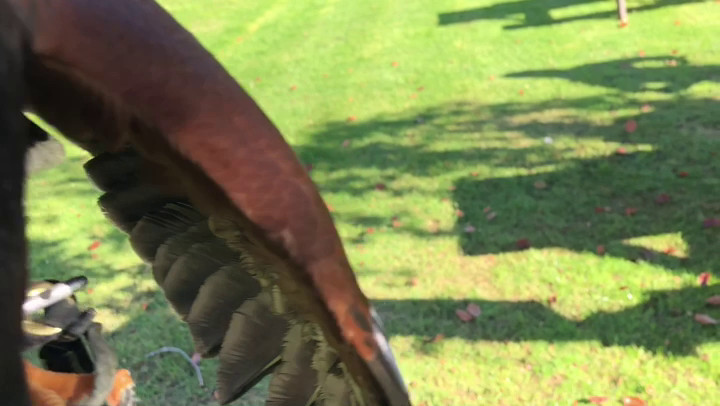 Louie, our Harris Hawk, coming in to land!