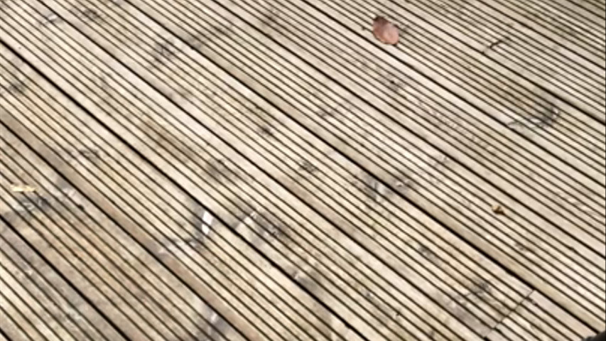 Img 1552 173533778878244