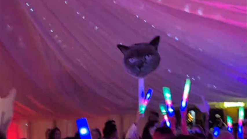 Party with your pets