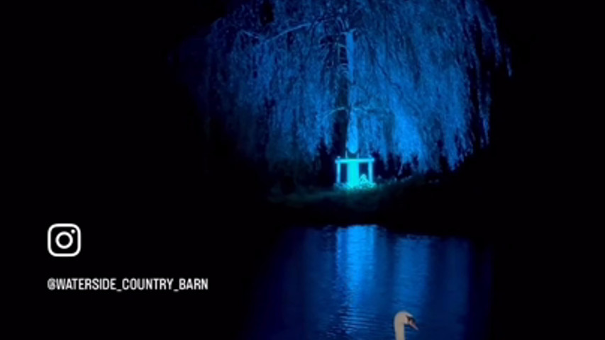 Swans in lake