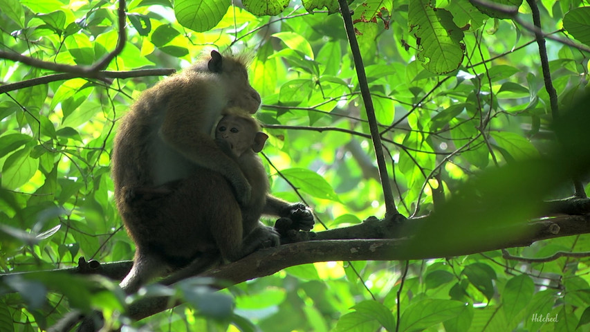 Sri Lanka monkeys 