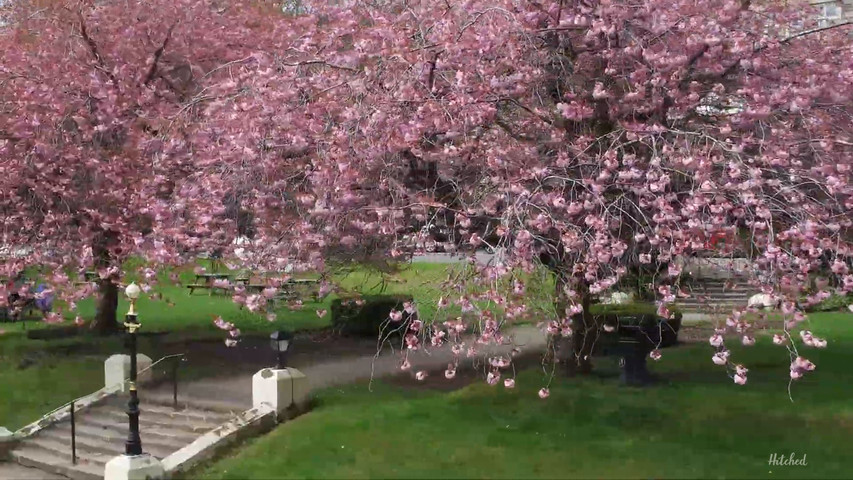 Palace blossom video 168734612419266