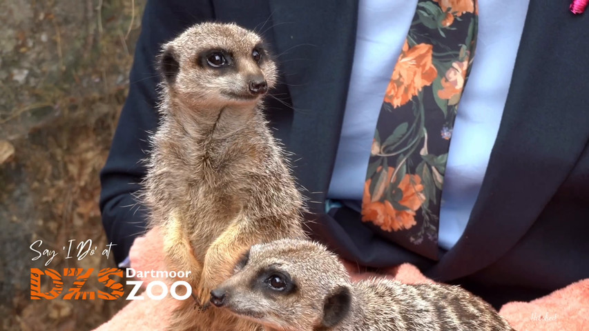 Say 'I Do' at Dartmoor Zoo