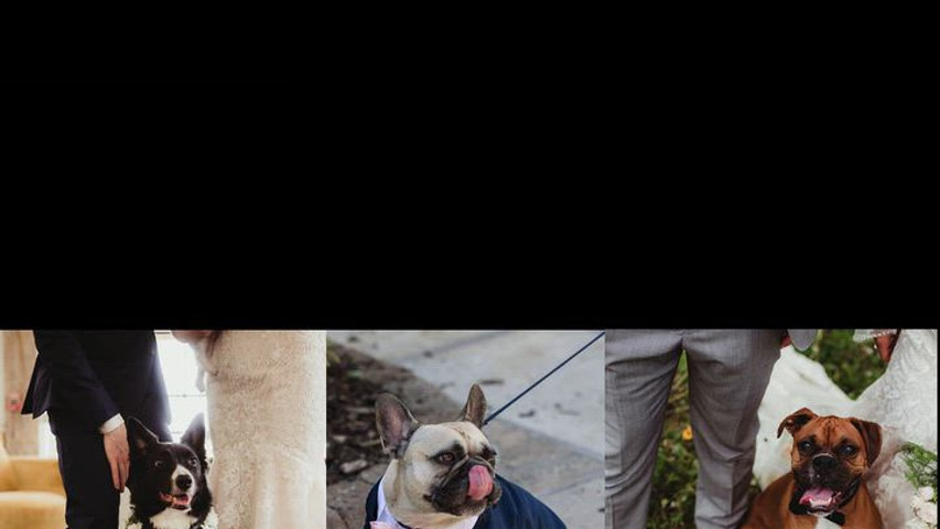 Pet Friendly Weddings